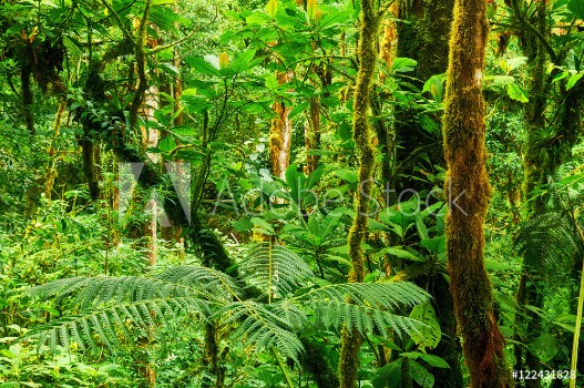 Bild på Tropical rainforest